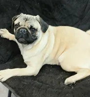 Puggie, a male Pug for sale in Lake Wales, FL – Photo 4 of 10