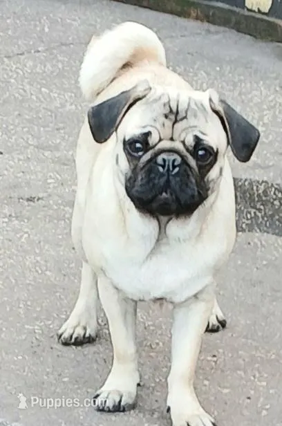Puggie