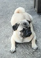 Puggie, a male Pug for sale in Lake Wales, FL – Photo 5 of 10