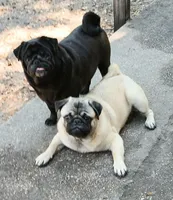 Puggie, a male Pug for sale in Lake Wales, FL – Photo 4 of 10