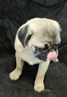 Puggie, a male Pug for sale in Lake Wales, FL – Photo 6 of 10