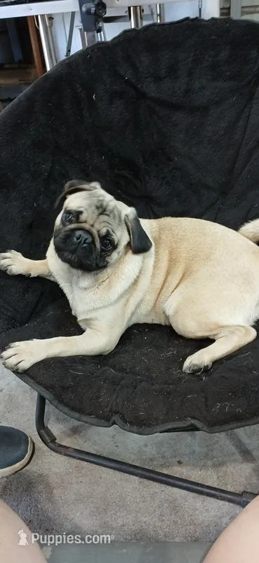 Puggie