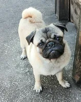 Puggie, a male Pug for sale in Lake Wales, FL – Photo 2 of 10