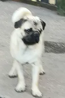 Puggie, a male Pug for sale in Lake Wales, FL – Photo 6 of 10