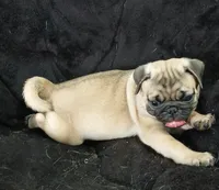 Doug pending , a male Pug for sale in Lake Wales, FL – 6 of 10