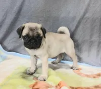 Molly, a female Pug for sale in Lake Wales, FL – Photo 3 of 10