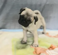 Molly, a female Pug for sale in Lake Wales, FL – Photo 9 of 10