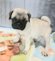 Molly, a female Pug for sale in Lake Wales, FL – Photo 6 of 10