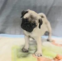 Molly, a female Pug for sale in Lake Wales, FL – Photo 2 of 10