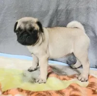 Molly, a female Pug for sale in Lake Wales, FL – Photo 8 of 10