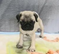 Molly, a female Pug for sale in Lake Wales, FL – Photo 5 of 10