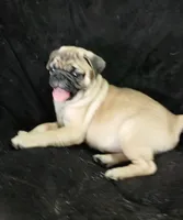 Doug pending , a male Pug for sale in Lake Wales, FL – 8 of 10