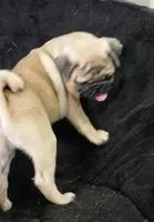 Doug pending , a male Pug for sale in Lake Wales, FL – 9 of 10