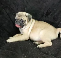 Doug pending , a male Pug for sale in Lake Wales, FL – 3 of 10