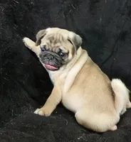 Doug pending , a male Pug for sale in Lake Wales, FL – 7 of 10
