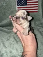 Commander, a male French Bulldog for sale in Summerfield, FL – 6 of 10
