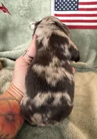Fluffy chocolate merle, a female French Bulldog for sale in Summerfield, FL – 3 of 5
