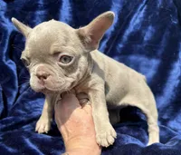 Isabella female , a female French Bulldog for sale in Summerfield, FL – 9 of 10