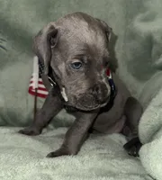 Blueberry , a female Great Dane for sale in Summerfield, FL – 4 of 10