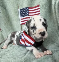 Gweneviere , a female Great Dane for sale in Summerfield, FL – 6 of 7