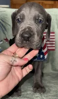 Blueberry , a female Great Dane for sale in Summerfield, FL – 7 of 10