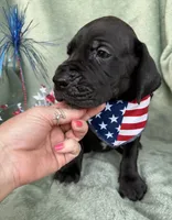 Kol, a male Great Dane for sale in Summerfield, FL – 5 of 8
