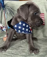 Blueberry , a female Great Dane for sale in Summerfield, FL – 5 of 10