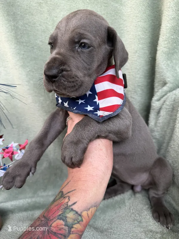 Blueberry  – Great Dane puppy for sale in Summerfield, FL