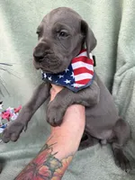 Blueberry , a female Great Dane for sale in Summerfield, FL – 3 of 10