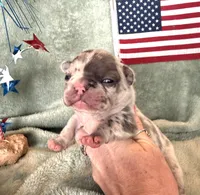Freedom , a female French Bulldog for sale in Summerfield, FL – 2 of 4