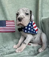 Blue merle tanpoint Euro, a female Great Dane for sale in Summerfield, FL – 5 of 10