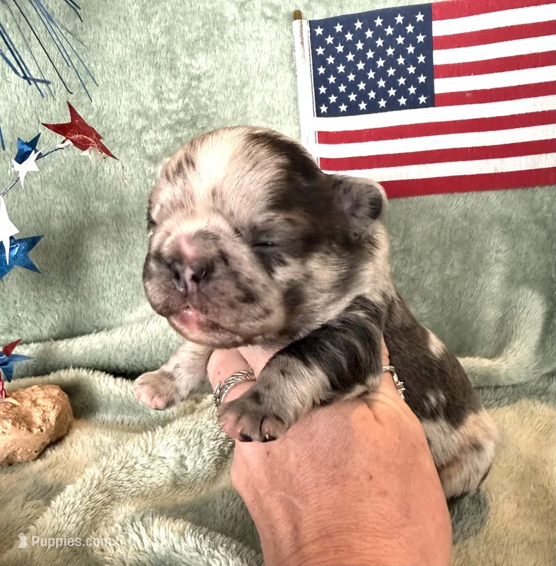 Fluffy chocolate merle – French Bulldog puppy for sale in Summerfield, FL