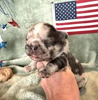 Fluffy chocolate merle, a female French Bulldog for sale in Summerfield, FL – 1 of 5