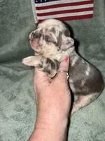 Commander, a male French Bulldog for sale in Summerfield, FL – 10 of 10