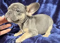 Bleu , a male French Bulldog for sale in Summerfield, FL – 4 of 8