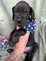 Kol, a male Great Dane for sale in Summerfield, FL – 4 of 8