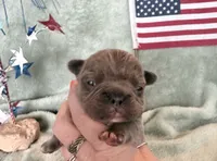 Chief, a male French Bulldog for sale in Summerfield, FL – 8 of 8