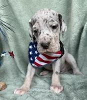 Blue merle tanpoint Euro, a female Great Dane for sale in Summerfield, FL – 4 of 10