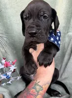 Kol, a male Great Dane for sale in Summerfield, FL – 2 of 8