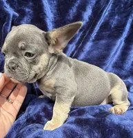 Bleu , a male French Bulldog for sale in Summerfield, FL – 5 of 8