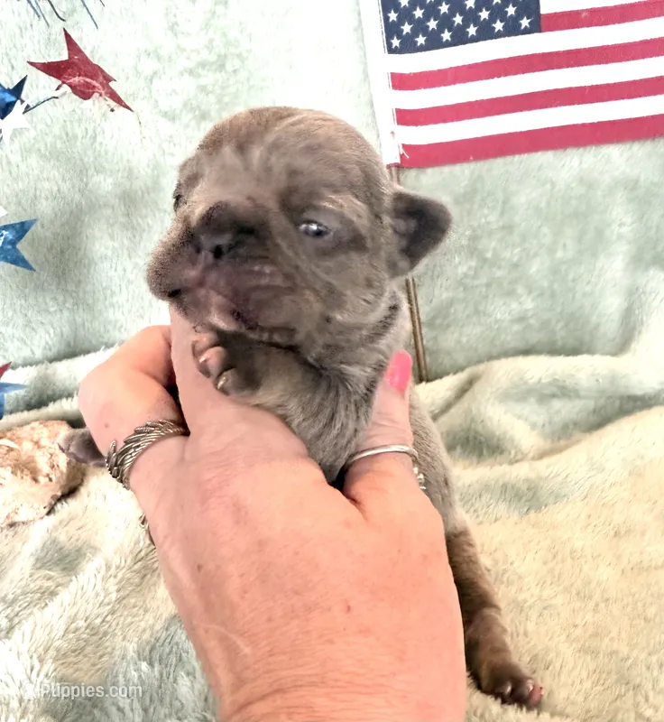 Chief – French Bulldog puppy for sale in Summerfield, FL