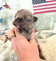 Chief, a male French Bulldog for sale in Summerfield, FL – 3 of 8