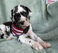 Athena , a female Great Dane for sale in Summerfield, FL – 4 of 9