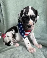 Athena , a female Great Dane for sale in Summerfield, FL – 6 of 9