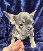 Bleu , a male French Bulldog for sale in Summerfield, FL – 2 of 8