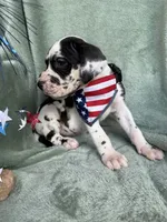 Athena , a female Great Dane for sale in Summerfield, FL – 3 of 9