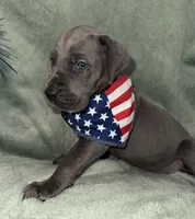 Blueberry , a female Great Dane for sale in Summerfield, FL – 8 of 10