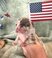 Freedom , a female French Bulldog for sale in Summerfield, FL – 4 of 4