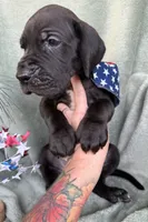 Kol, a male Great Dane for sale in Summerfield, FL – 8 of 8