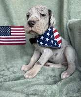Blue merle tanpoint Euro, a female Great Dane for sale in Summerfield, FL – 3 of 10